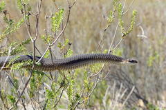 Dispholidus typus typus