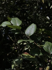 Xylosma spiculifera