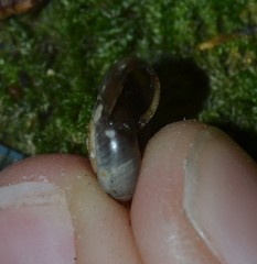 Aegopinella nitidula