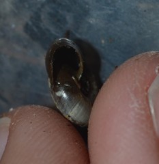 Aegopinella nitidula