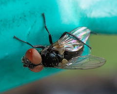 Phasia barbifrons