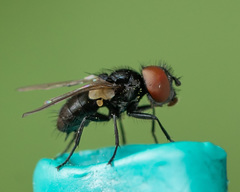 Phasia barbifrons