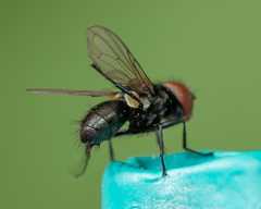 Phasia barbifrons