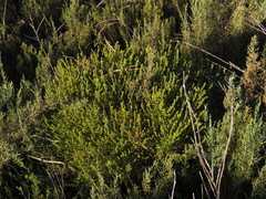 Aspalathus ericifolia ericifolia