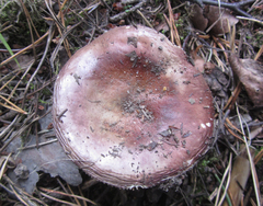 Russula integra