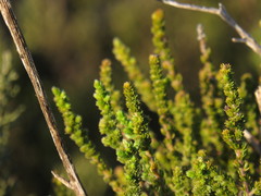 Aspalathus ericifolia ericifolia
