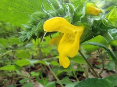 Salvia nipponica