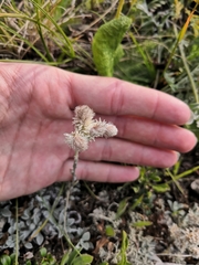 Antennaria caucasica
