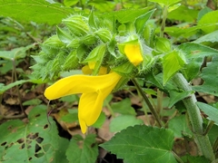 Salvia nipponica