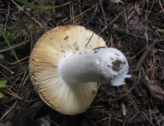 Russula integra