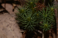 Dawsonia superba