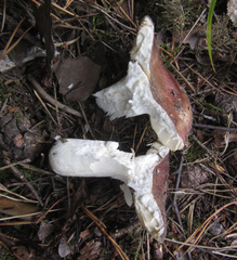 Russula integra