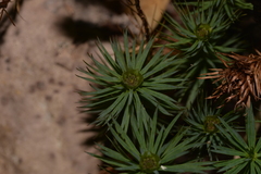 Dawsonia superba