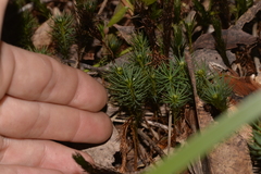 Dawsonia superba