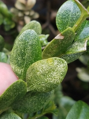 Buxus sempervirens