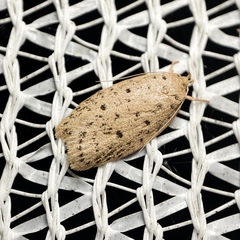 Garrha atripunctatella