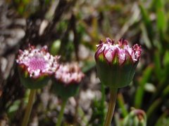 Othonna digitata