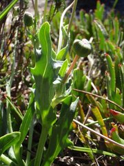 Othonna digitata