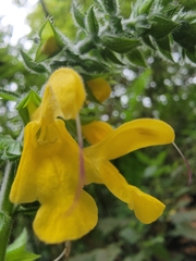 Salvia nipponica