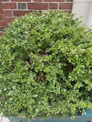 Buxus sempervirens