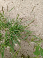 Sporobolus alopecuroides