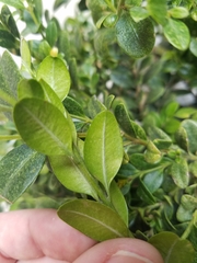 Buxus sempervirens