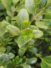 Buxus sempervirens