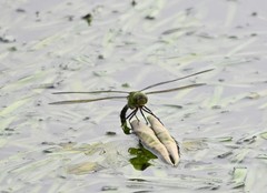 Anax parthenope
