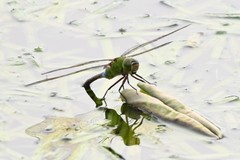 Anax parthenope