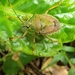 Dalpada maculata - Photo (c) wan520, μερικά δικαιώματα διατηρούνται (CC BY-NC), uploaded by wan520
