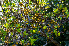 Ficus natalensis