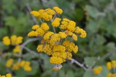 Helichrysum hypoleucum