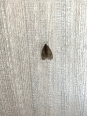 Lepidoptera