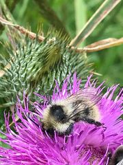 Bombus mucidus