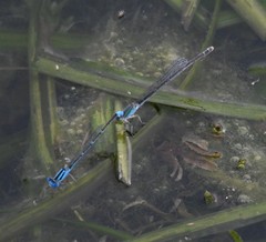 Paracercion calamorum