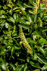 Phytolacca dodecandra