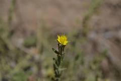 Osteospermum muricatum muricatum