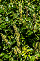 Phytolacca dodecandra