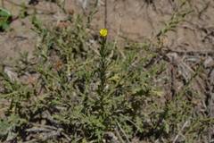 Osteospermum muricatum muricatum