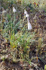 Bulbinella cauda-felis