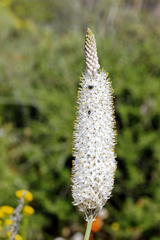 Bulbinella cauda-felis