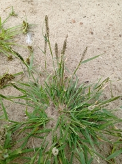 Sporobolus alopecuroides