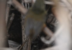 Locustella lanceolata