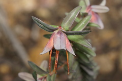 Darwinia citriodora