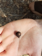 Andricus infectorius