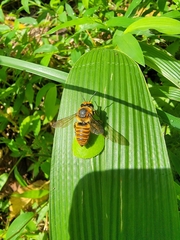 Megachile rufovittata