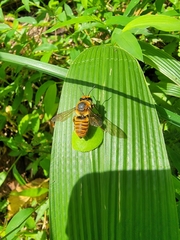Megachile rufovittata