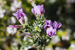 Amphithalea ericifolia ericifolia