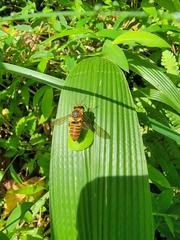 Megachile rufovittata