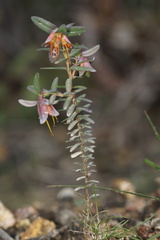 Darwinia citriodora
